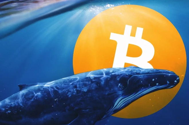 Một 'cá voi Bitcoin' vừa thức giấc sau gần 8 năm không hoạt động