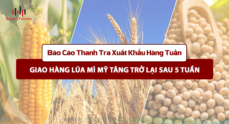 Báo cáo thanh tra xuất khẩu hàng tuần: Giao hàng lúa mì Mỹ tăng trở lại sau 5 tuần