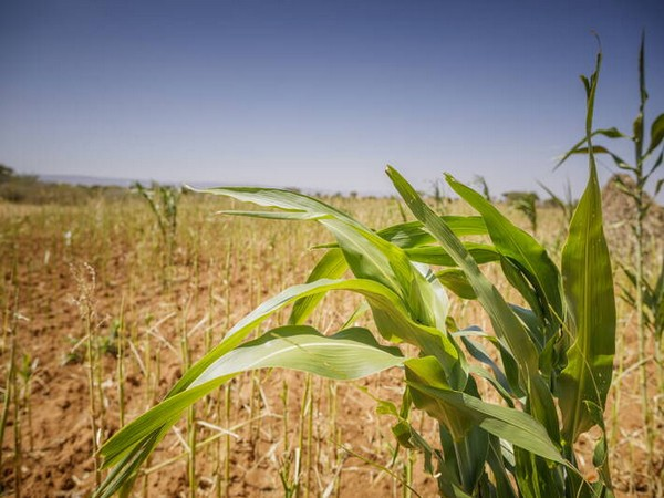 Food prices surge to new record high in March, U.N. agency says | Headlines