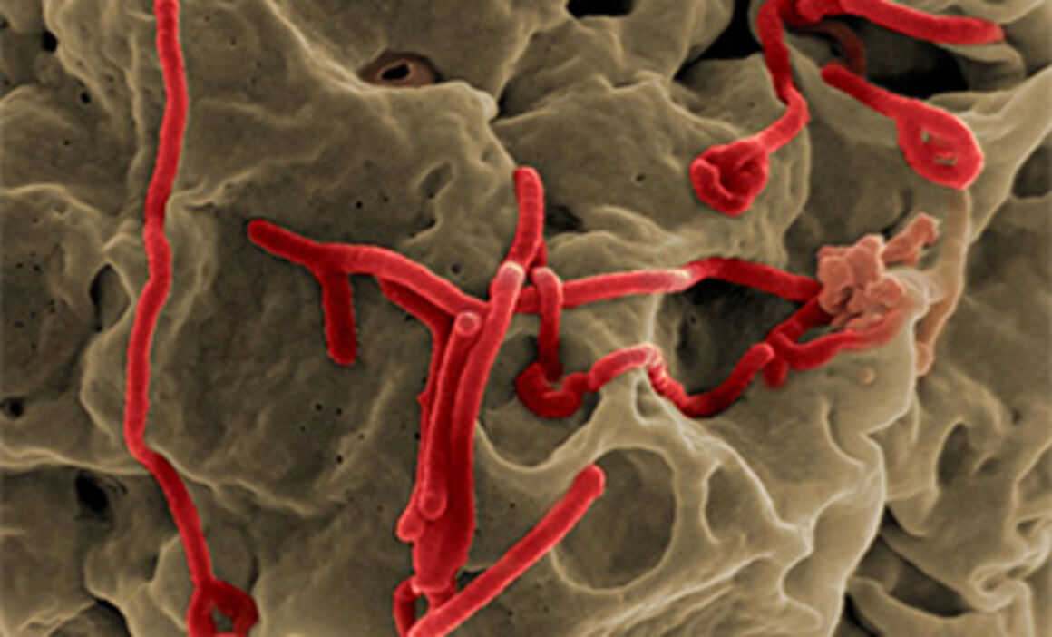 Factsheet about Ebola virus disease